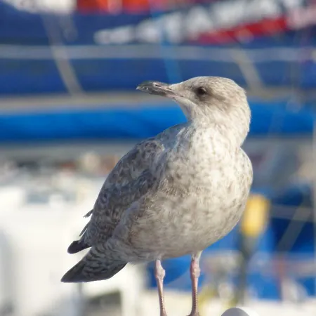 Tatil Evi Tennyson House Scarborough